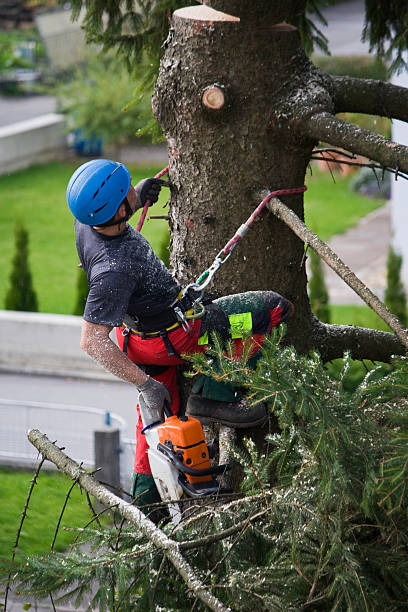 Reliable Toquerville, UT  Tree Services Solutions